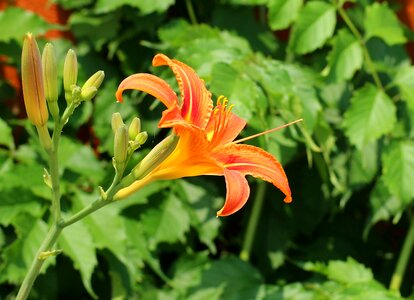 Spring ornamental plants lily's flourishing photo