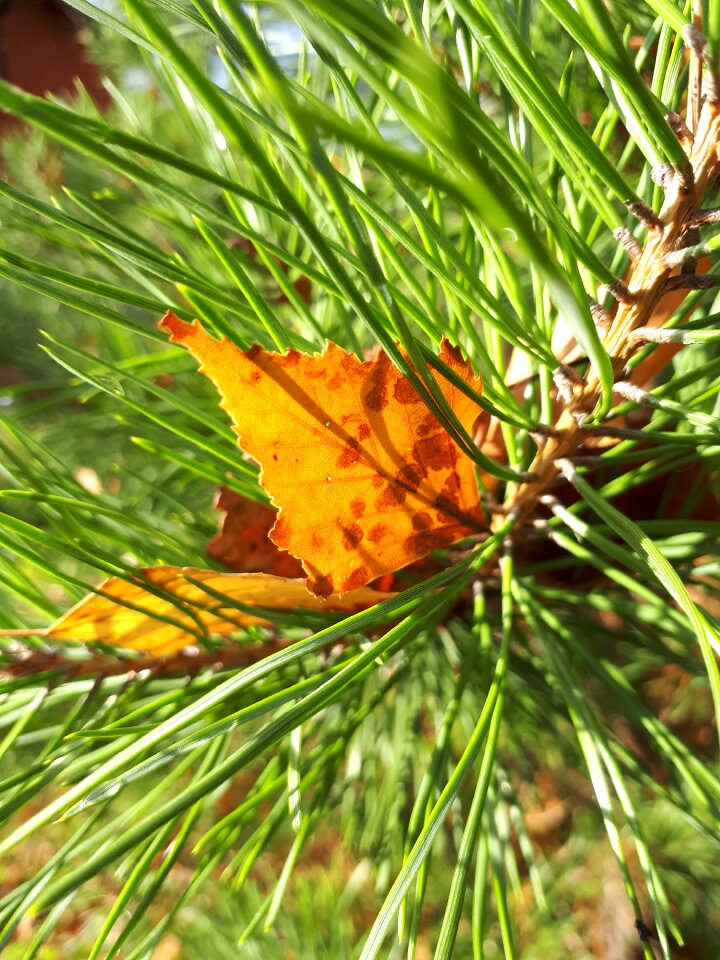 Pine needles christmas tree