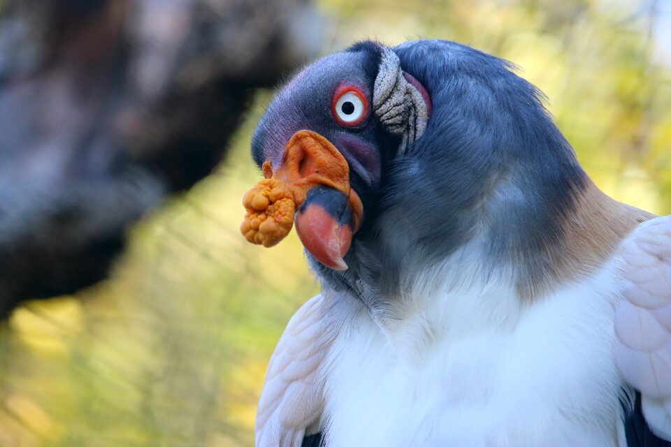 Zoo enclosure portrait