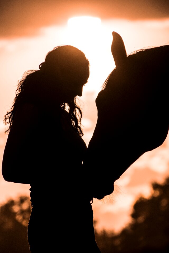 Evening horse animal