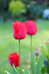 Tulip tulip spring spring-flowering