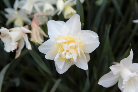 Narcissus double narcissus white spring-flowering photo