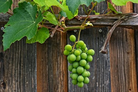 Vine rank plant climber plant