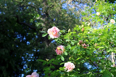 Pink buds pink rose beautiful