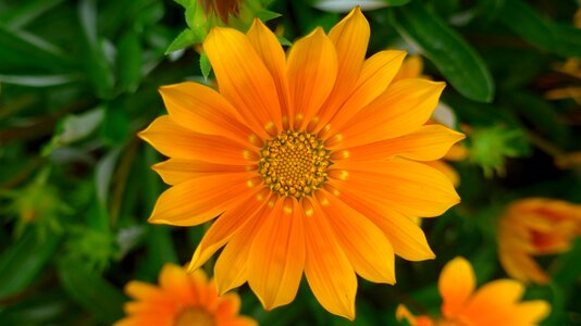 Noon gold flower blossom bloom