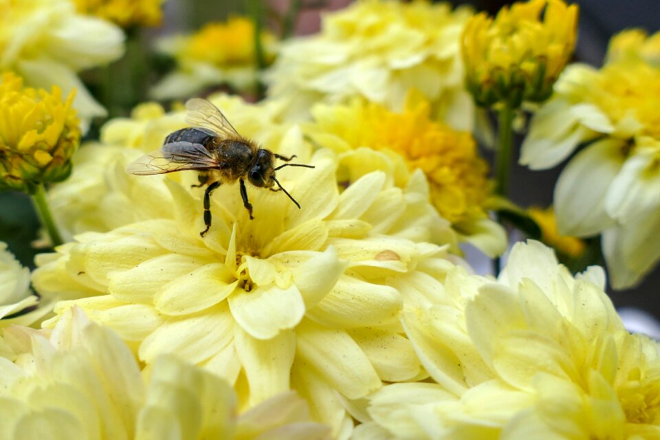 Insect blossom bloom