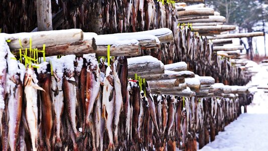 Daegwallyeong winter pollock