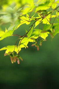 Plants state of the union green