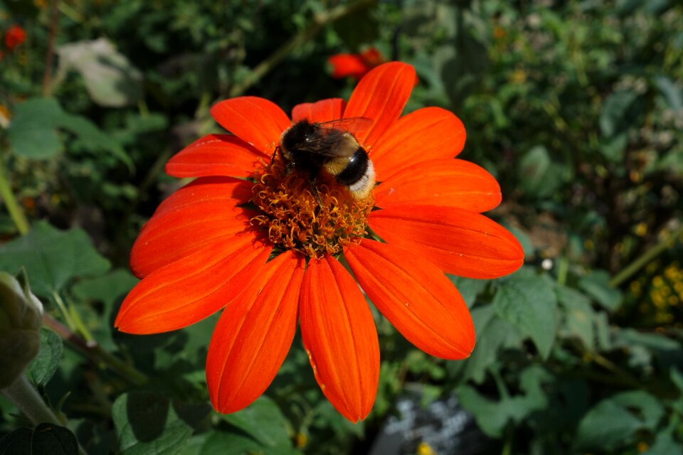 Echinacea nature blossom photo