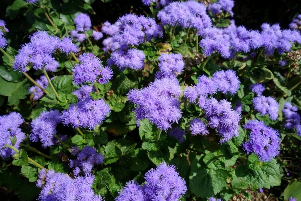Bloom flower flora