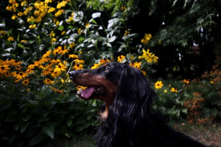 Cute animal portrait snout