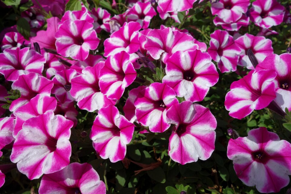 Bloom flower flora