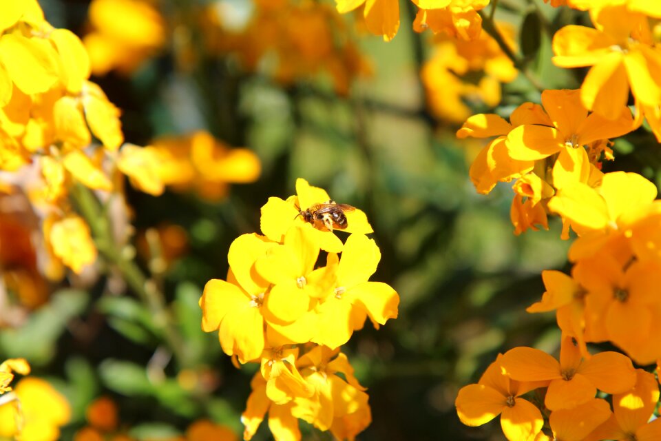 Insect bee yellow flowers