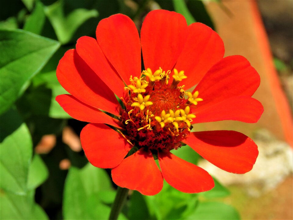 Petals bright colorful