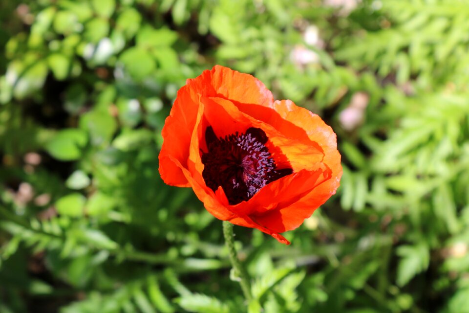 Red poppy summer