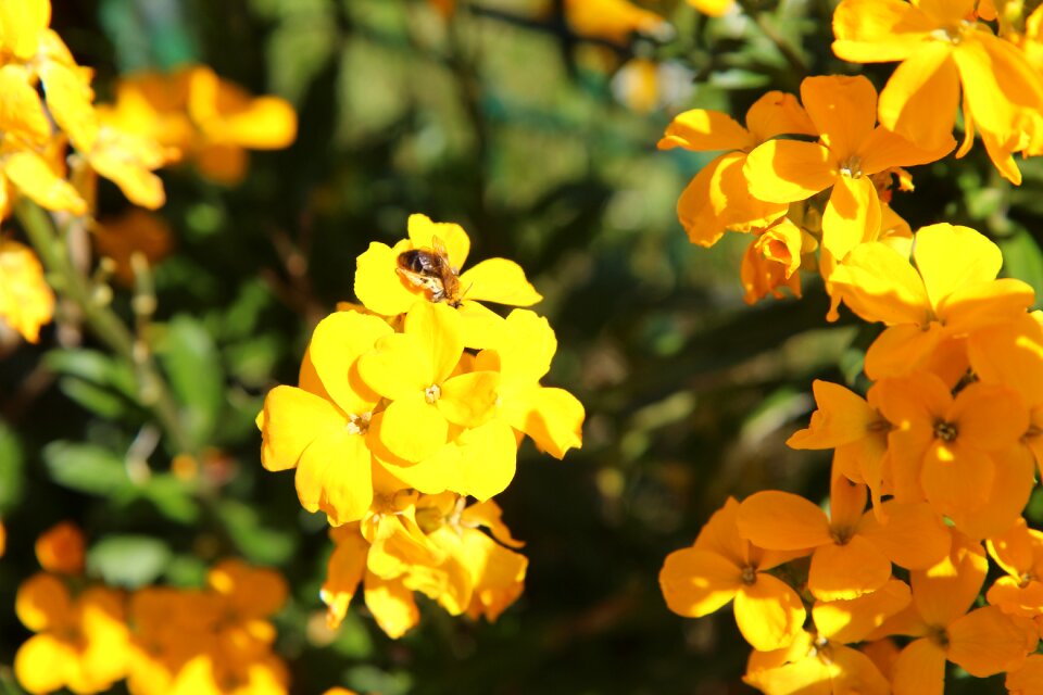 Pollen yellow flower flowering
