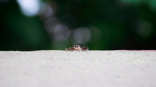 Spider small insect
