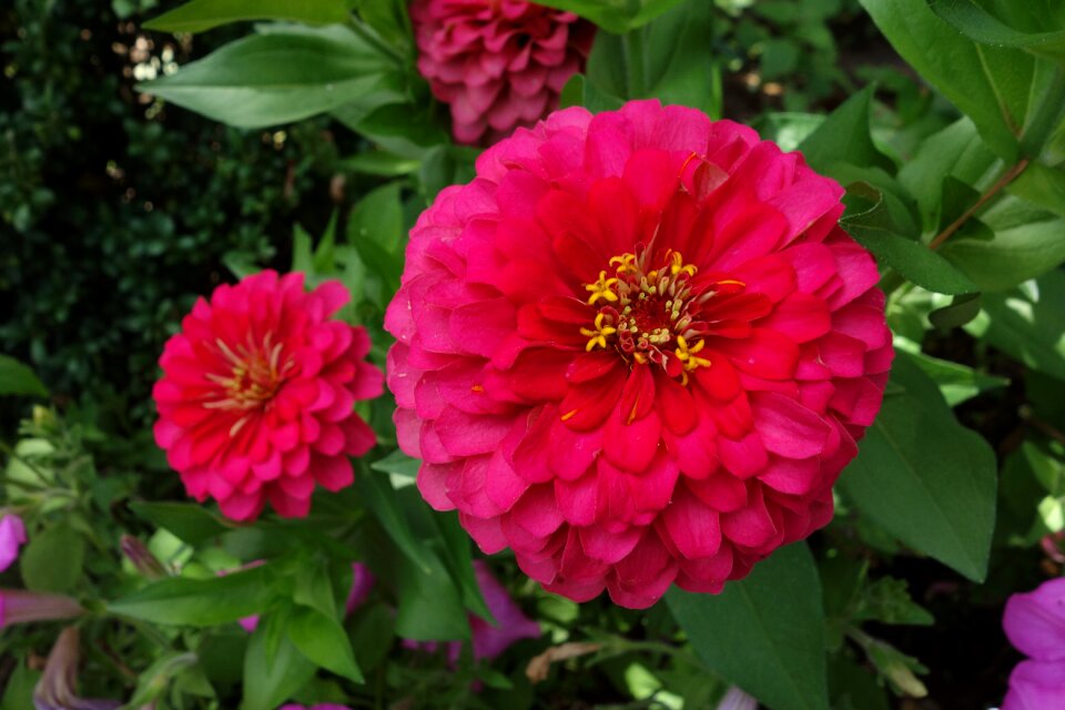Blossom bloom flower