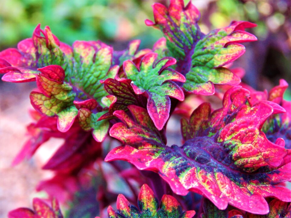 Colorful nature garden