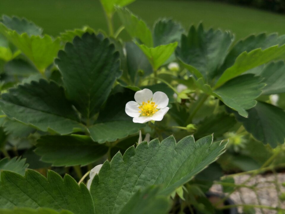 Strawberry flower plant