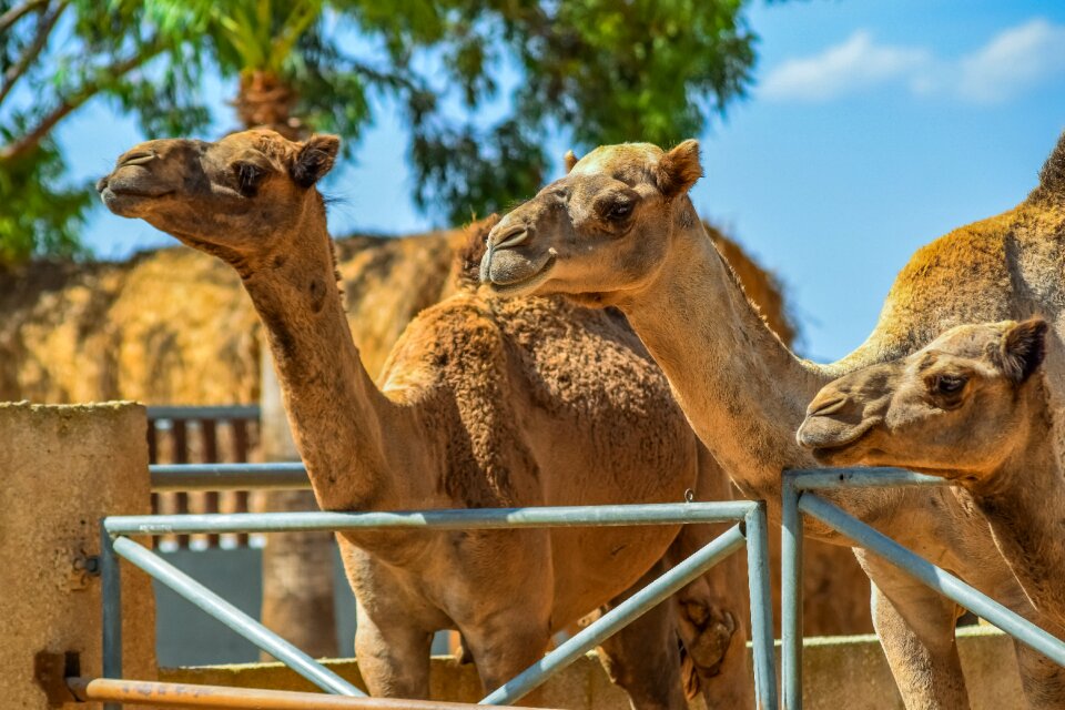 Animal mammal nature