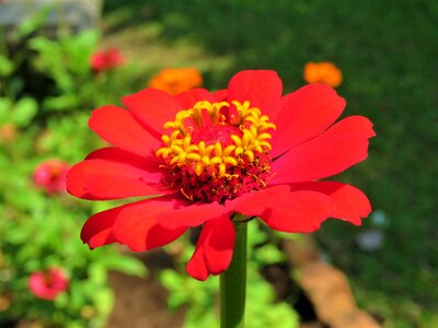 Petals bright colorful