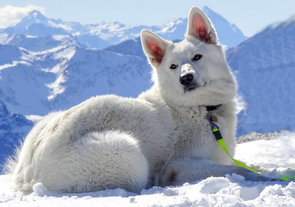 Dog switzerland weissfluhjoch