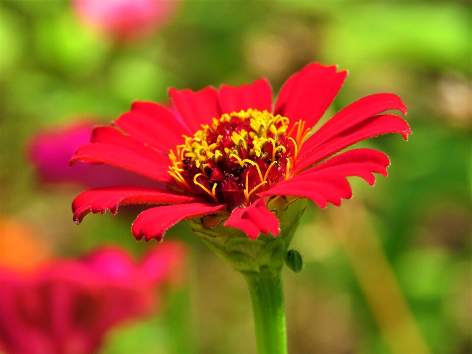 Petals bright colorful