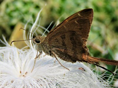 Insect flower plant