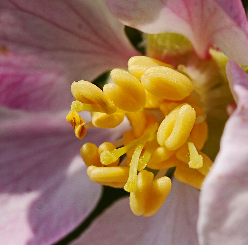 Stamens are still closed blossom bloom