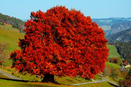 Old tree gnarled leaves