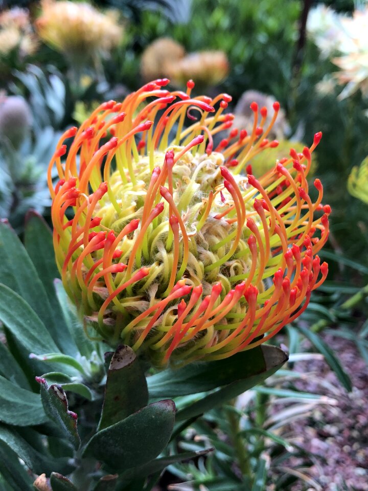 Flower closeup multiple