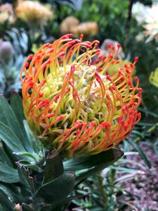 Flower closeup multiple