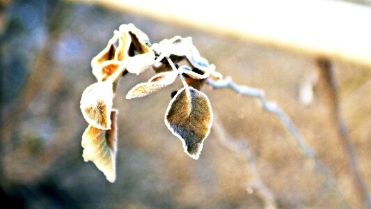Winter nature native