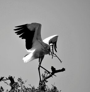 Bird avian tropical photo