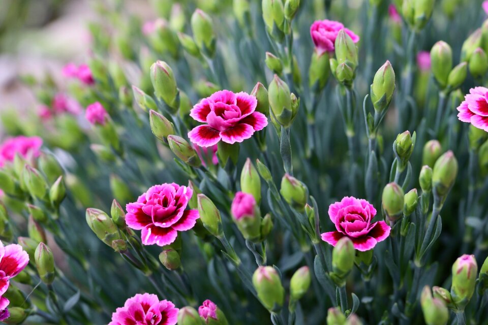 Inflorescence blossom bloom