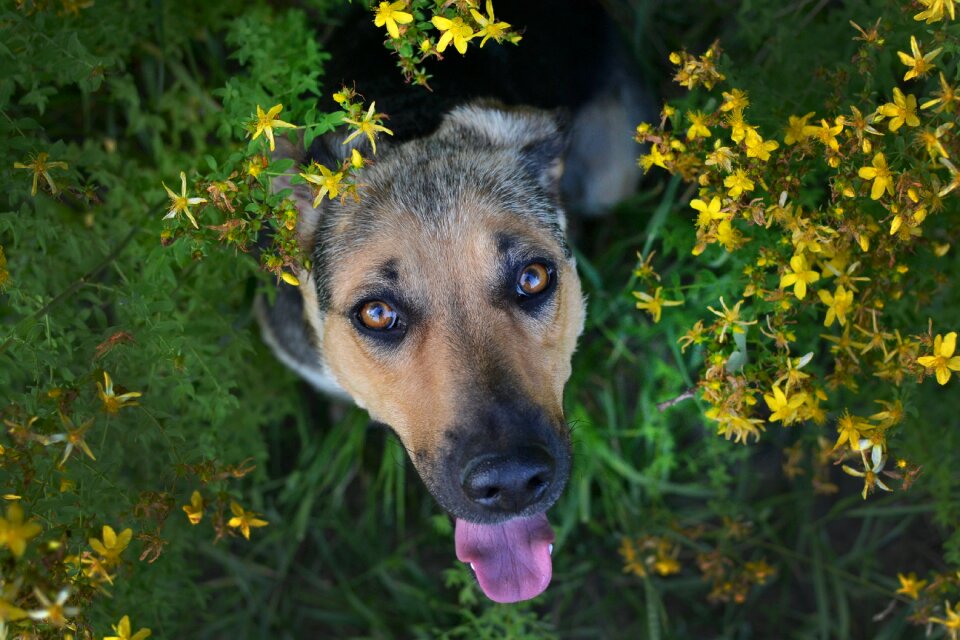 German shepherd a hybrid holidays