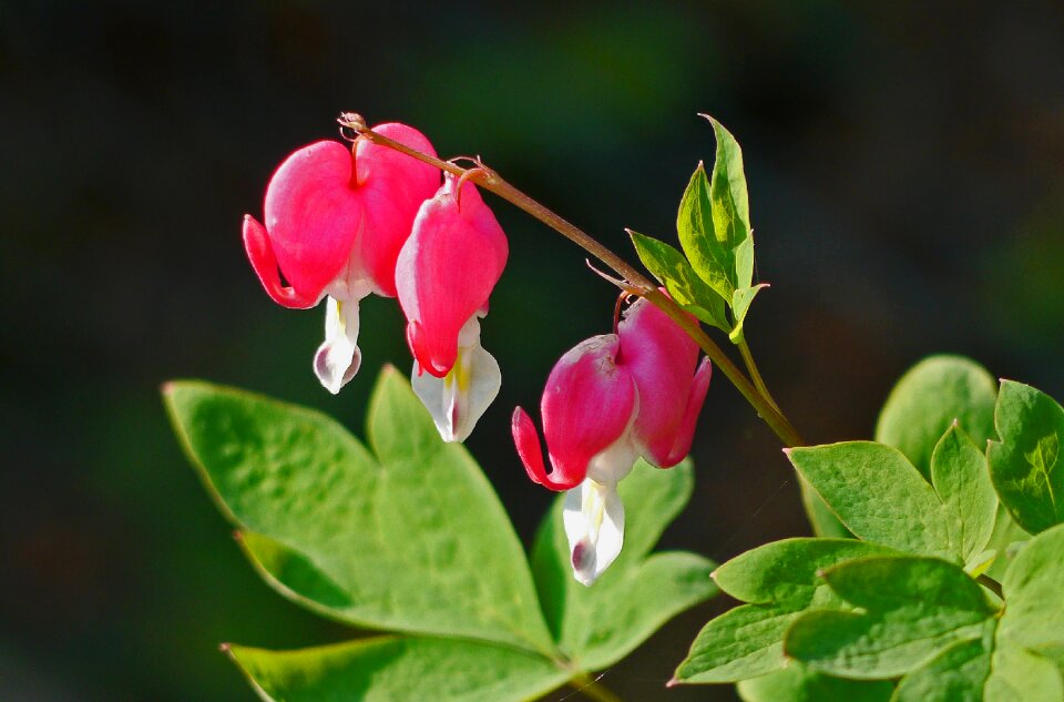 Flowers leaves foliation
