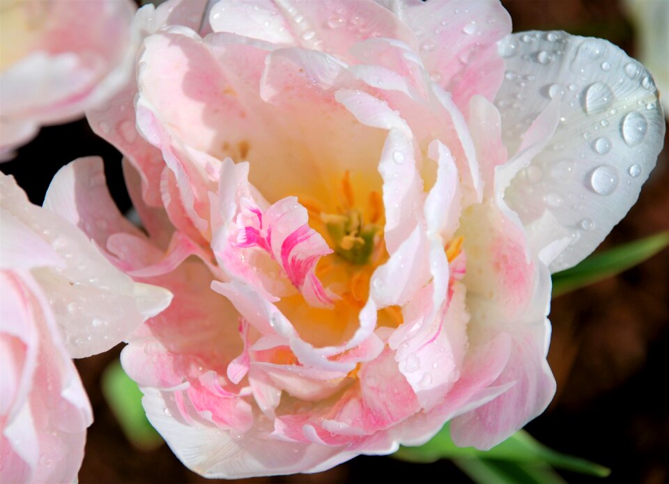 Blossom bloom drop of water