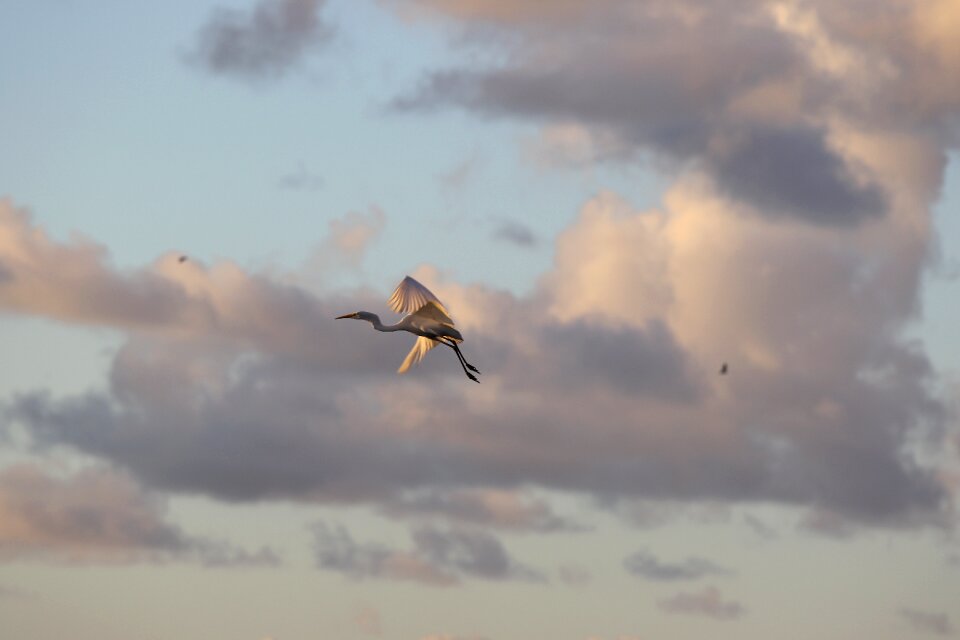 Wildlife animal sky