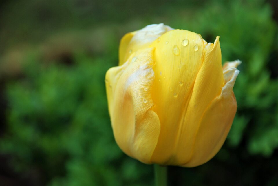 Bloom drop of water spring