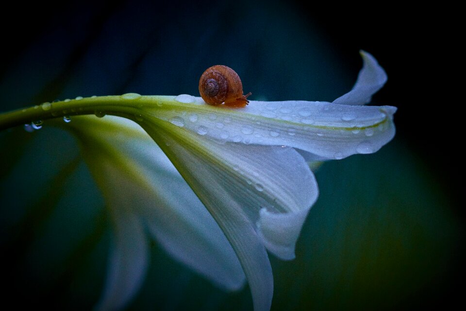 Lily it white photo