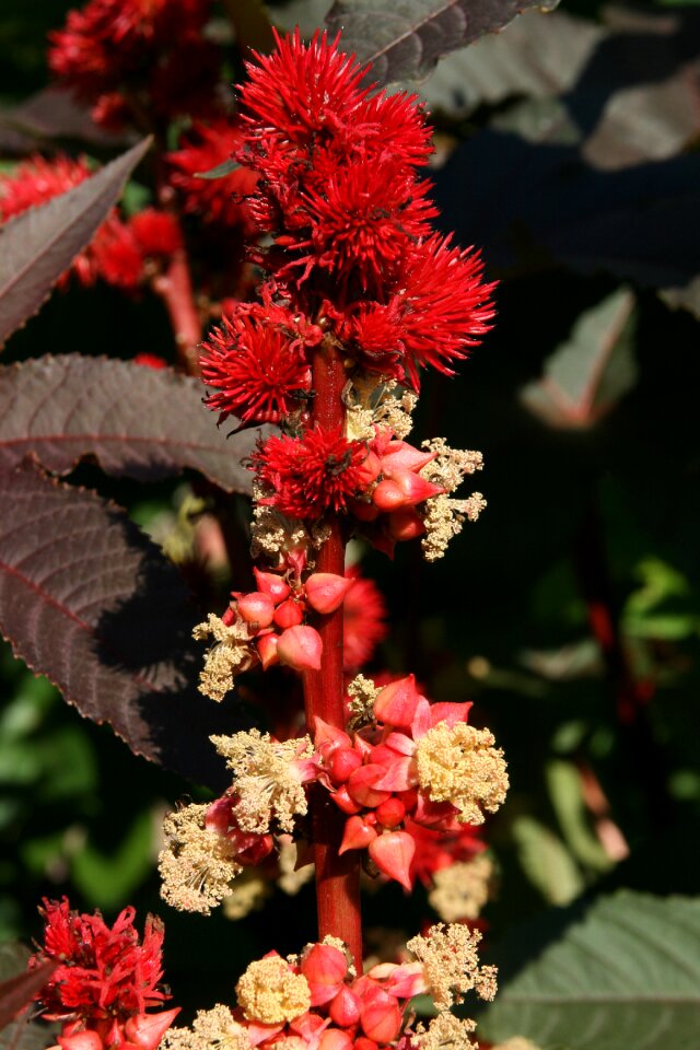 Seeds toxic wonder tree