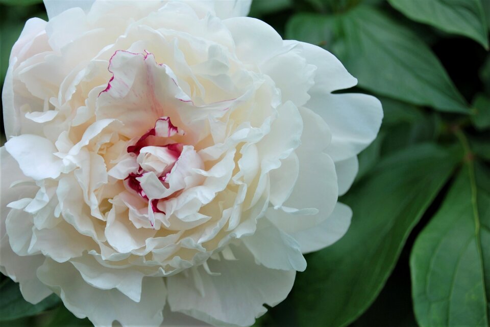 Bloom spring garden