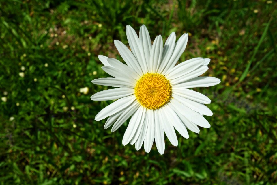 Leucanthemum vulgare flower plant