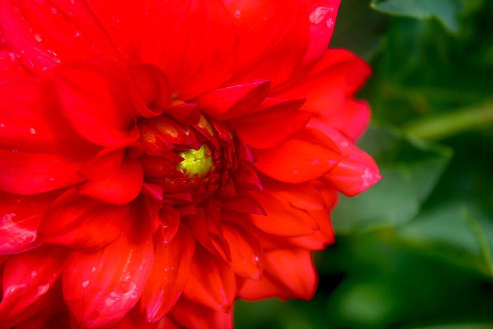 Red wet flora