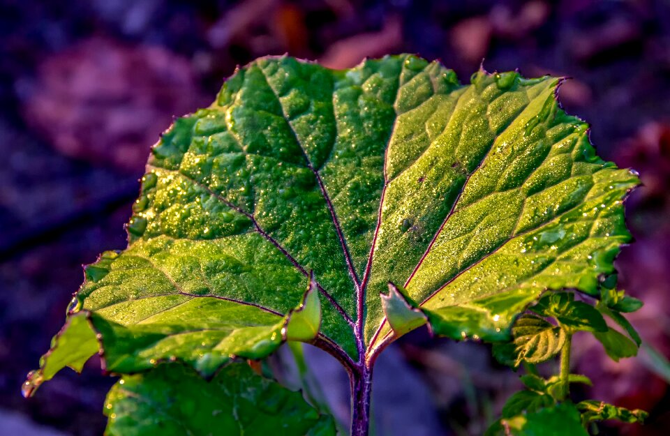 Structure veins purple