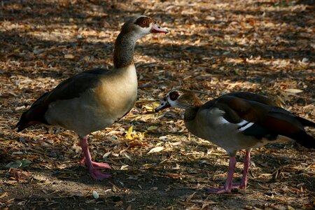 Geese nilgänse wild geese