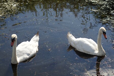 Lake separately pair