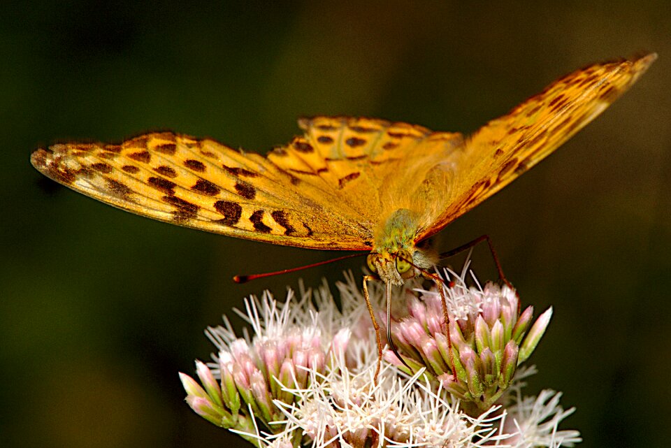 Close up macro wing